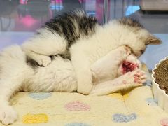 -屋虎猫馆(宝安大仟里店)
