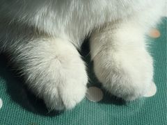 -吉丁鸟咖·异宠·寄养
