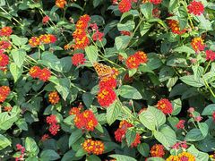 -成都市活水公园