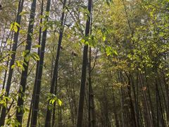 -上海佘山国家森林公园天马山园