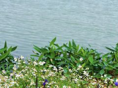 -光明小镇欢乐田园