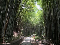 -黄埔油麻山森林公园