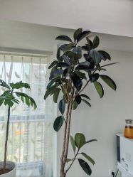 -HEYAN荷妍专业脱毛连锁机构