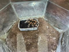 -上海大自然野生昆虫馆(东方明珠·爬宠昆虫探索中心)