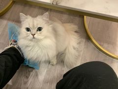 -BABIT巴比特宠物(MOMOPARK店)