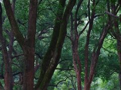 -杭州植物园