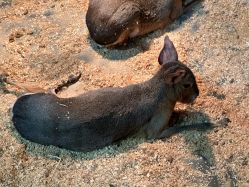 -Zoolung Zoolung动物主题公园(海信广场店)