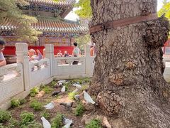 -潭柘寺景区