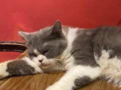 -猫色咖啡·猫咖