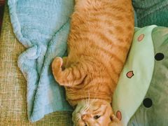 -李小姐の猫咖啡馆(五角场店)