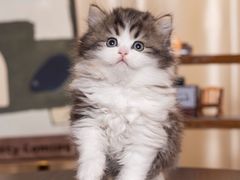 -小猫来了·猫舍(红山六九七九店)