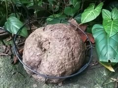 -呀诺达热带雨林