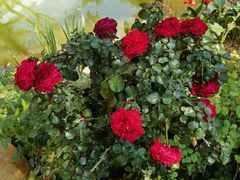 -人民公园(罗湖区)