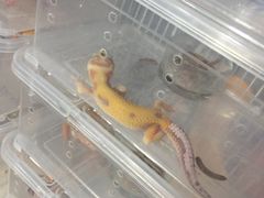 -万商花鸟市场