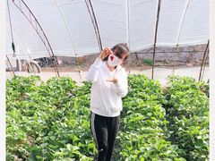 -大自然农场蔬菜草莓采摘园