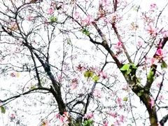 -白云公园(地铁站)
