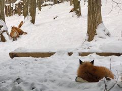 -宫城藏王狐狸村