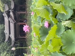 -莲湖公园