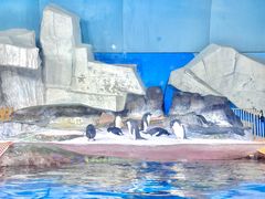 -海合安武汉极地海洋公园