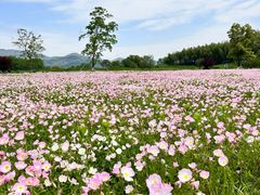 -良渚古城遗址公园