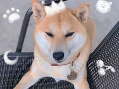 -柴犬高等学院·狗咖·柴犬售卖·宠物训练