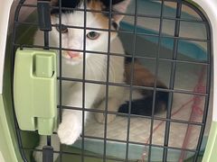 -艾吉宠物医院·疑难杂症转诊中心·猫友好(碧江路院)
