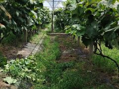 -马陆小张葡萄园农家乐