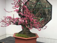 -香雪海