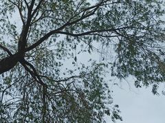 -北京大学燕东园