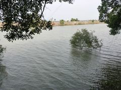 -大湾区中央湿地公园