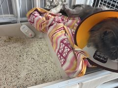 -爱佳宠物中心医院24H·CT·骨外科·猫专科(瑶海万达店)
