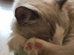 -飞行喵MR PILOT|猫舍·猫咖(静安大融城店)