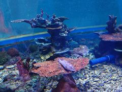 -上海大自然野生昆虫馆(东方明珠·爬宠昆虫探索中心)