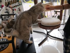 -平行世界·猫咖(首经贸店)