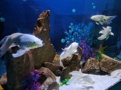 -绿色星球动物主题公园