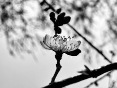 -顾村公园