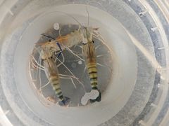 -粮心小农·大头虾亲子生态园(长发店)