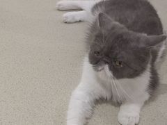 -藏猫猫咖啡主题馆(中央大道店)