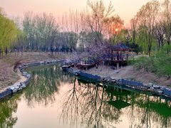 -大兴滨河森林公园