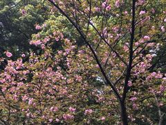 -武汉大学-樱园