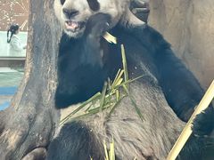 -成都动物园
