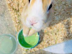 -喵宠乐园·撸猫互动·猫舍