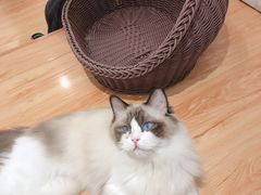 -momokira米努特·德文卷毛猫·棉花面纱犬