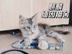 -十年猫舍·猫咪专门店(普陀店)