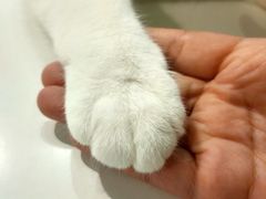 -Heymao猫咖.咖啡厅(东门店)