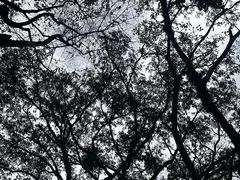 -独树成林