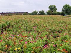 -西京湾花海