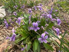 -米斯特比萨(光华桥凯德MALL天津湾店)