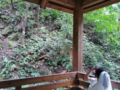-西双版纳原始森林公园