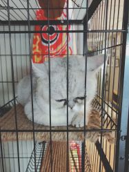 -英刺青 纹身 洗纹身